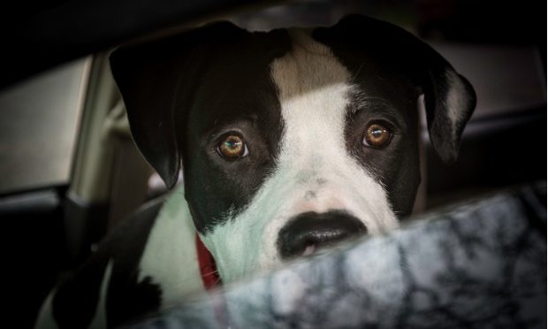 AA urges all motorists not to leave children or pets in vehicles_istock