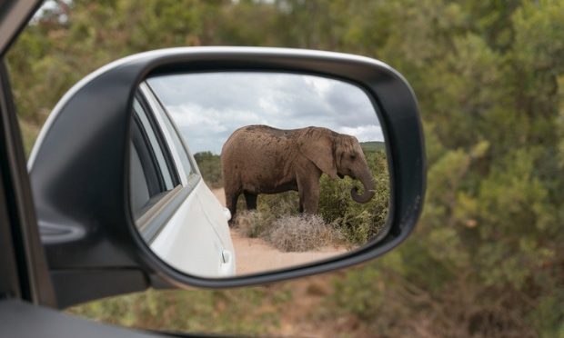 Crucial safety tips for motorists driving in game parks_istock