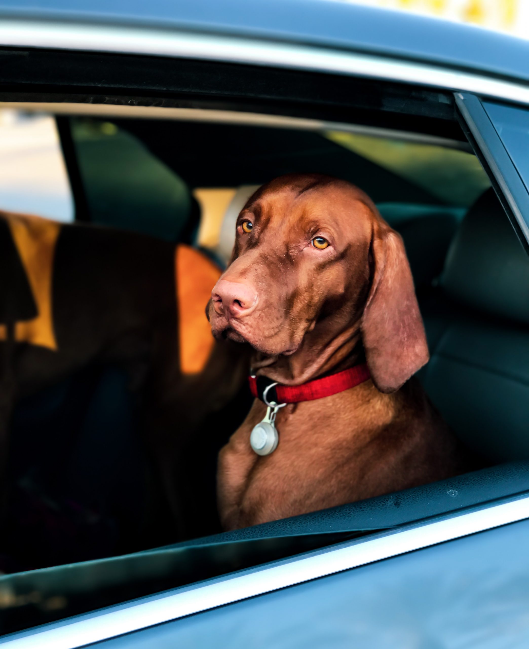 Driving with pets | road safety | driving tips