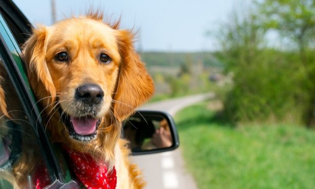 Dogs and the Dangers of Distracted Driving_istock