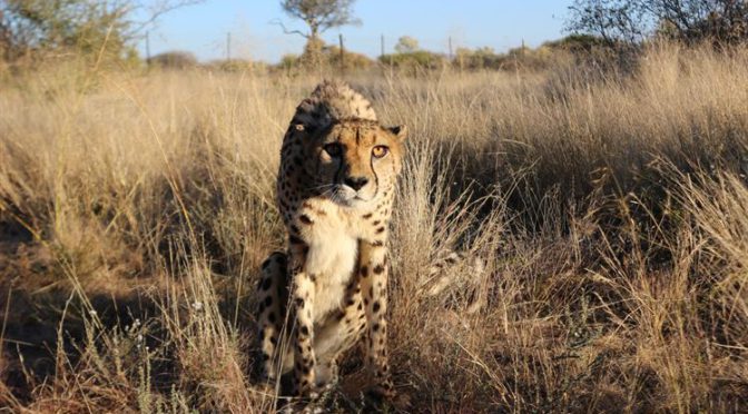Lucky the Cheetah, still as determined as ever