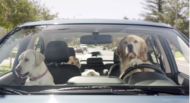 Subaru dog commercial