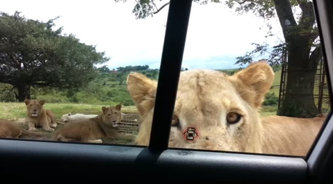 Curios lion | open car door | South Africa