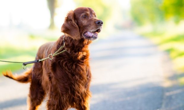 What to do when an animal has been hit by a car_istock