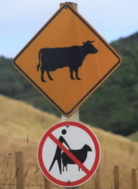 Funny road signs - cows